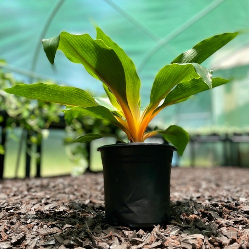 AMERICAN PLANT EXCHANGE Rare Fire Flash Spider Mandarin Chlorophytum Live Plant Indoor Air Purifier 6 Pot 