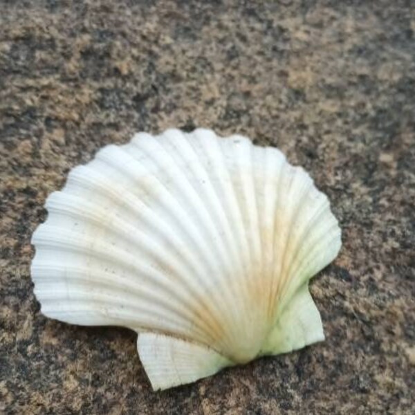 Beautiful natural Connemara  Small Irish Sea shells