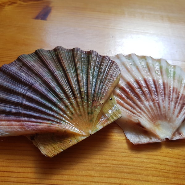 Beautiful coloured Connemara tiny  irish scallop seashells