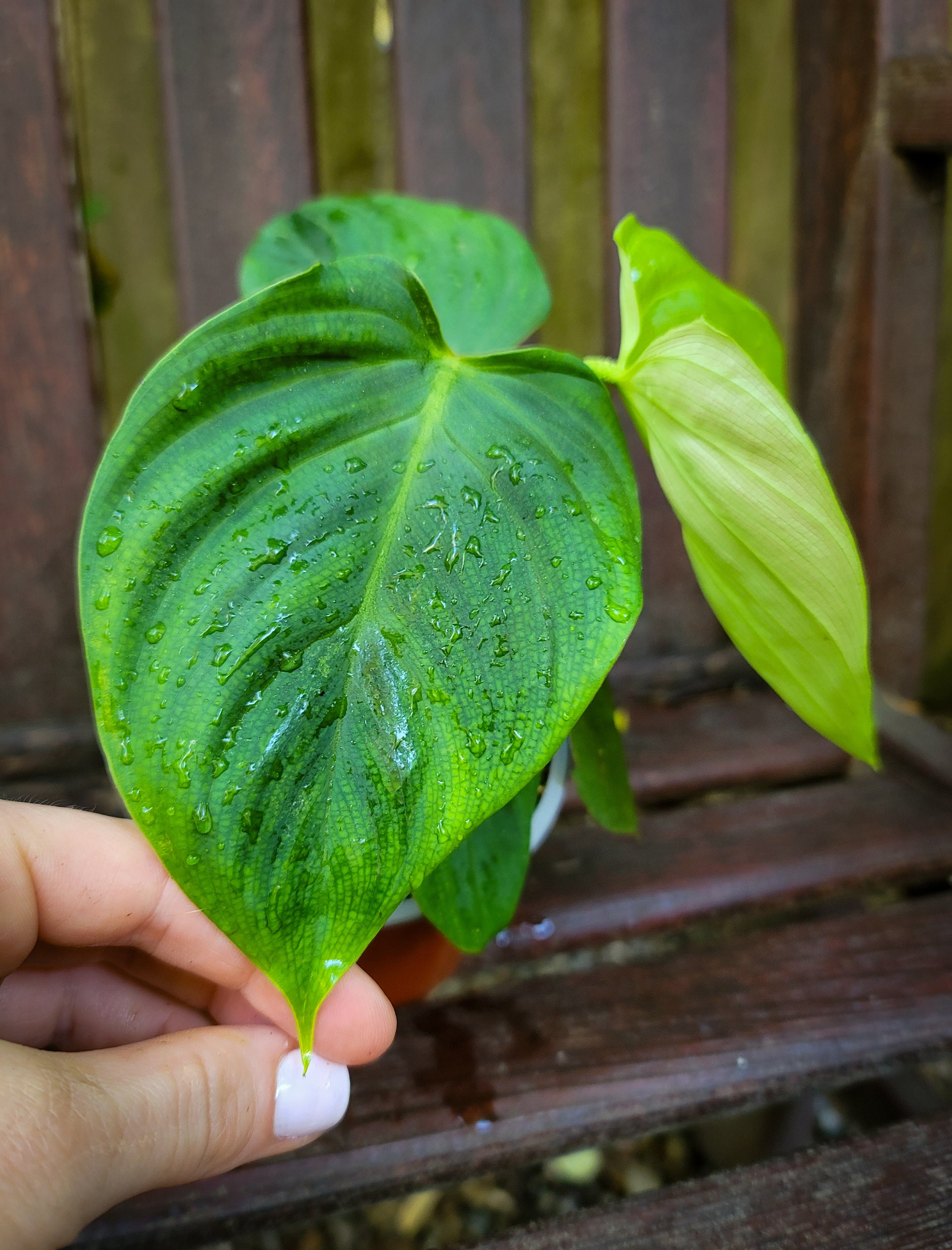 Philodendron fuzzy petiole RARE 4�� house plant by Etsy