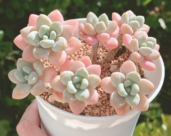 Pachyphytum Frevel x Graptosedum Miul hybrid Cluster, Rare Succulents, Imported Korean Succulent