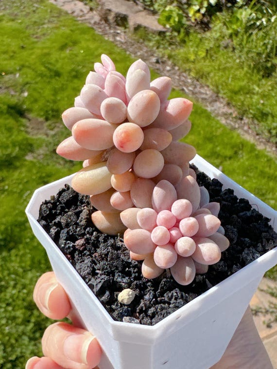 Pachyphytum 'Machucae' Baby Finger Cluster, Rare Succulents, Imported  Korean Succulent