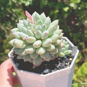 May include: A light green succulent plant with pink-tipped leaves in a white hexagonal pot. The plant has a small pink flower stalk. The pot contains dark soil and small white pebbles. The background is blurred green foliage.