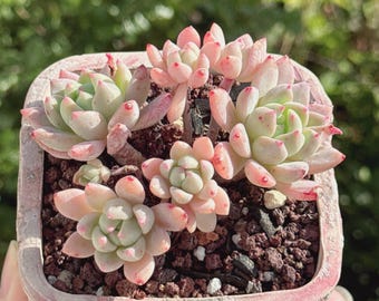 Echeveria Little Peach, Rare Succulents, Imported Korean Succulent