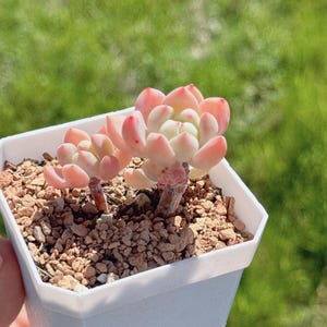 Echeveria Hybrid (three heads), Rare Succulents, Imported Korean Succulent