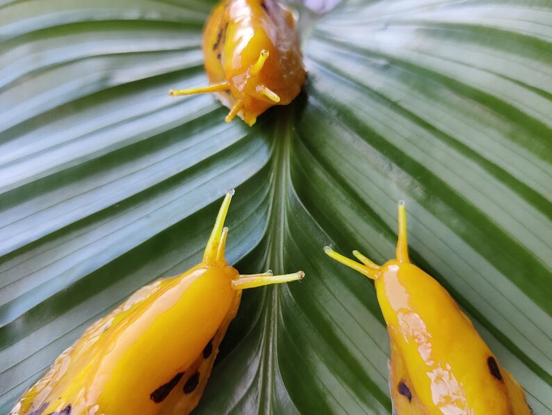 Banana Slug Snail Realistic Figurine Fridge From Cold Etsy