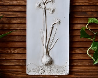 Narcissus tazetta - Daffodil - Narcis bridal crown - botanical bass relief - with bulb and roots - botanical plastercast - handmade