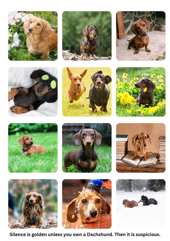 Personalised Dachshund Calendar 2026 – The Ultimate Sausage Dog Gift!