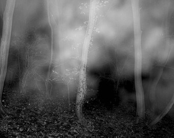 May include: A black and white photograph of a misty forest with tall trees and a light fog effect.