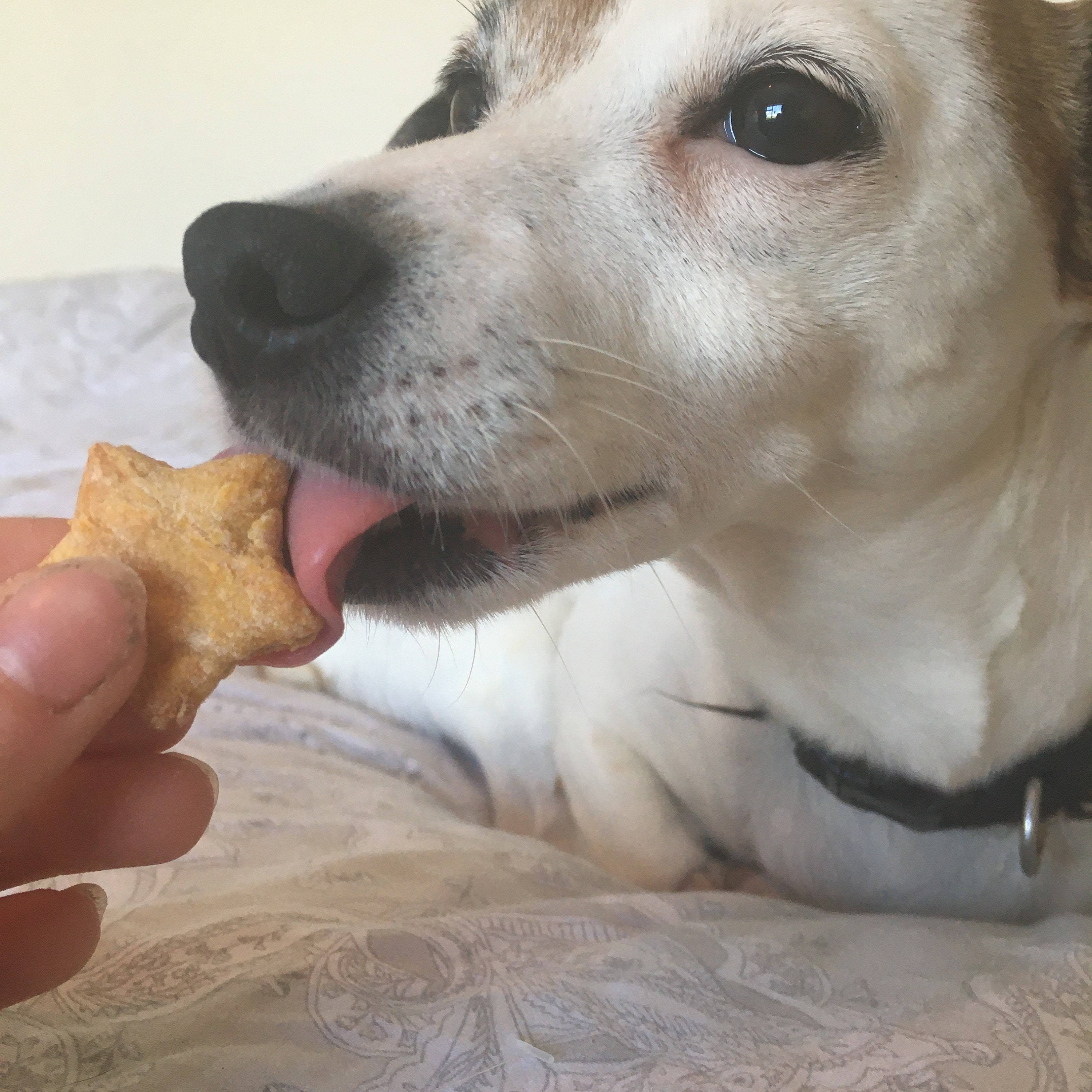 60 Hausgemachte Süßkartoffel und Karotten Mini Hund Leckereien Etsy