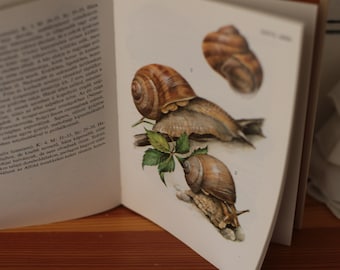 Veldgids voor slakken en schelpen, Europees vintage natuurboek, aquarelslakken, antiek boek