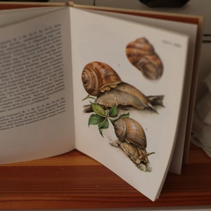 Guide pratique des escargots et des coquillages, livre nature européen vintage, escargots aquarelles, livre ancien