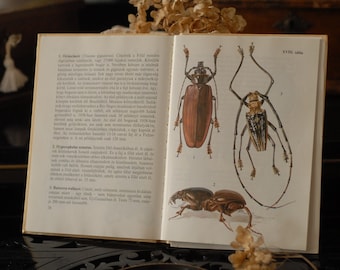 Führer zu exotischen Insekten, europäisches Vintage Naturbuch, Aquarell Insekten, antikes Buch