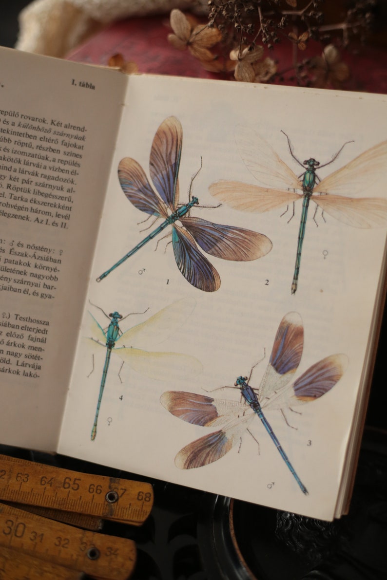 Field guide to dragonflies and mayflies, European vintage nature book, Watercolor dragonfly, mayfly, antlion, antique book image 3