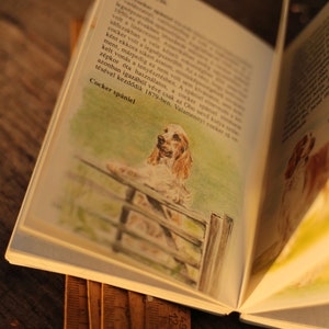 May include: An open book with a watercolour illustration of a cocker spaniel standing by a wooden fence. The text on the page reads "Cocker spaniel" and describes the history of the breed.