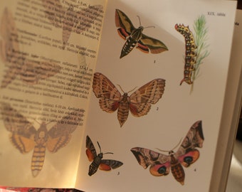 May include: An open book with illustrations of moths and a caterpillar. The book is titled "Hangulatok" and has a red cover. The book is open to a page with text in Hungarian.