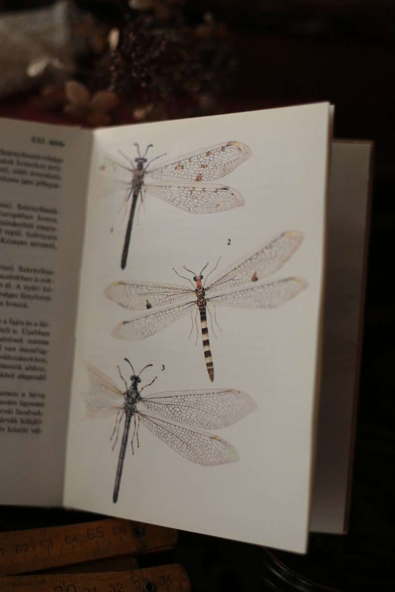 Field guide to dragonflies and mayflies, European vintage nature book, Watercolor dragonfly, mayfly, antlion, antique book image 5