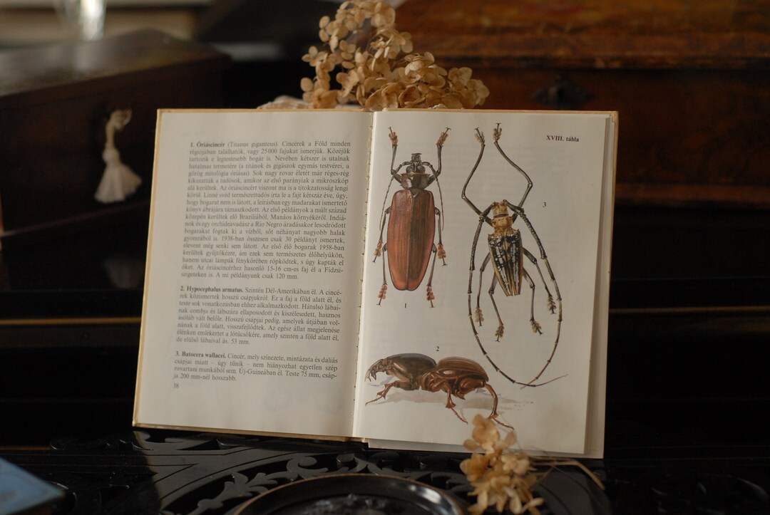 Guide to Exotic Insects, European Vintage Nature Book, Watercolor ...