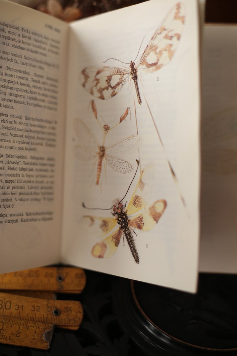 Field guide to dragonflies and mayflies, European vintage nature book, Watercolor dragonfly, mayfly, antlion, antique book image 6