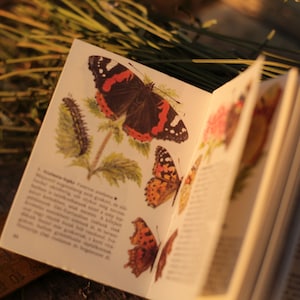 Tiny pocket reference book about butterflies & moths, European vintage nature book, Watercolor butterflies moth antique book, Hungarian book