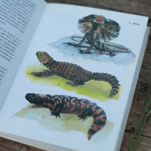May include: Illustration of three different types of lizards. The first lizard is a frilled lizard with a large frill around its neck. The second lizard is a spiny lizard with a brown and black body. The third lizard is a black and red lizard with a long tail.