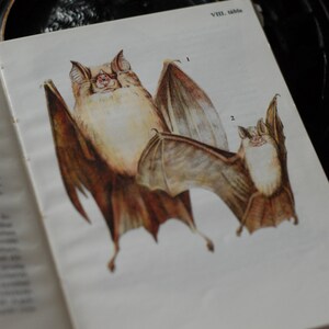 Op de afbeelding: Een boekpagina met een illustratie van twee vleermuizen. De vleermuizen zijn bruin en hebben grote vleugels. De pagina is getiteld "VIII. tabula".