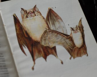 Field guide to small mammals, European vintage nature book, Watercolor animals, antique book, bats, hedgehogs, Hungarian book