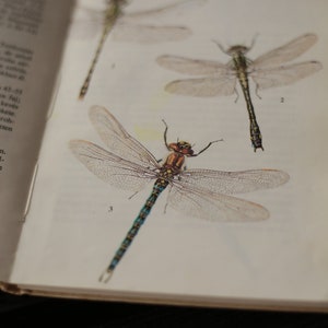 Field guide to dragonflies and mayflies, European vintage nature book, Watercolor dragonfly, mayfly, antlion, antique book image 4