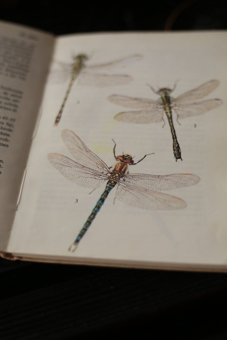 Field guide to dragonflies and mayflies, European vintage nature book, Watercolor dragonfly, mayfly, antlion, antique book image 4