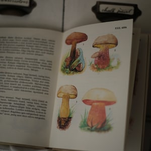 Field guide to mushrooms, European vintage nature book, Watercolor mushrooms, antique book