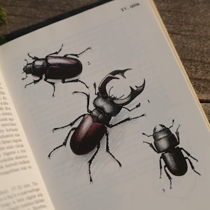 Guide to beetles, European vintage nature book, Watercolor insects, antique book