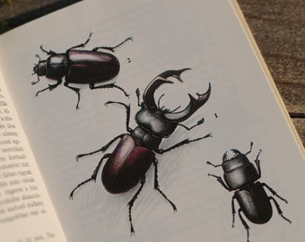 Guide to beetles, European vintage nature book, Watercolor insects, antique book