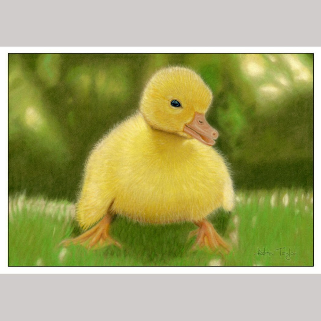 Animal Greeting Cards Nature Cards Wildlife Cards UK Etsy