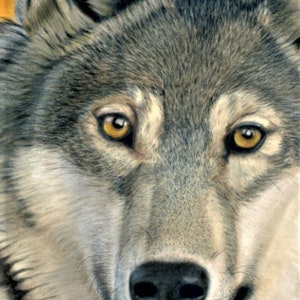 May include: Close-up of a wolf's face, showcasing detailed fur in shades of gray, white, and brown. The wolf has piercing yellow eyes and a black nose. The image captures the animal's intense gaze and textured fur.