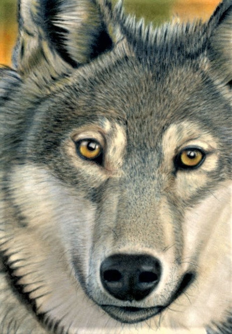 May include: Close-up of a wolf's face, showcasing detailed fur in shades of gray, white, and brown. The wolf has piercing yellow eyes and a black nose. The image captures the animal's intense gaze and textured fur.