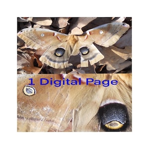 Moth And Moth Wing Printable Digital 8.5 x 11 Letter Sized Junk Journal Journaling Beige Yellow Black Red White
