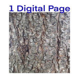 May include: Close-up of tree bark with a rough, textured surface. The bark is primarily gray and brown, with vertical ridges and crevices. The text "1 Digital Page" is displayed in blue at the top.