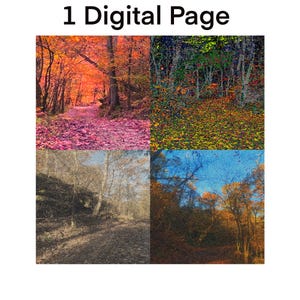 Könnte beinhalten: Eine digitale Seite mit vier Bildern von Waldszenen. Das obere linke Bild zeigt einen Pfad durch einen Wald mit leuchtend rotem und orangefarbenem Laub. Die anderen Bilder zeigen verschiedene Waldumgebungen mit unterschiedlichen Farbpaletten.