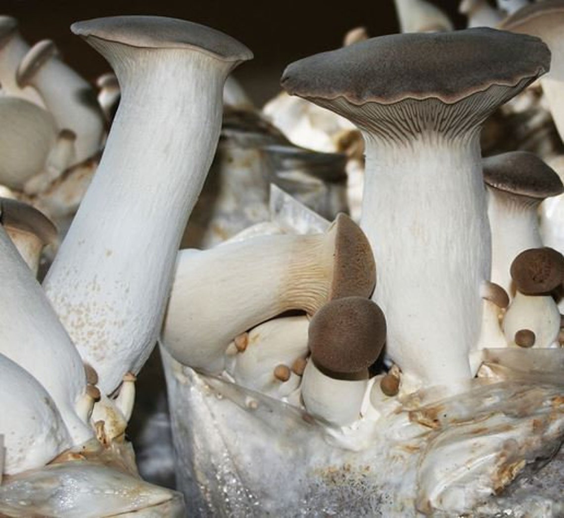 Hardwood Oak Pellets Sawdust for Woodloving Mushrooms Like LIONS MANE