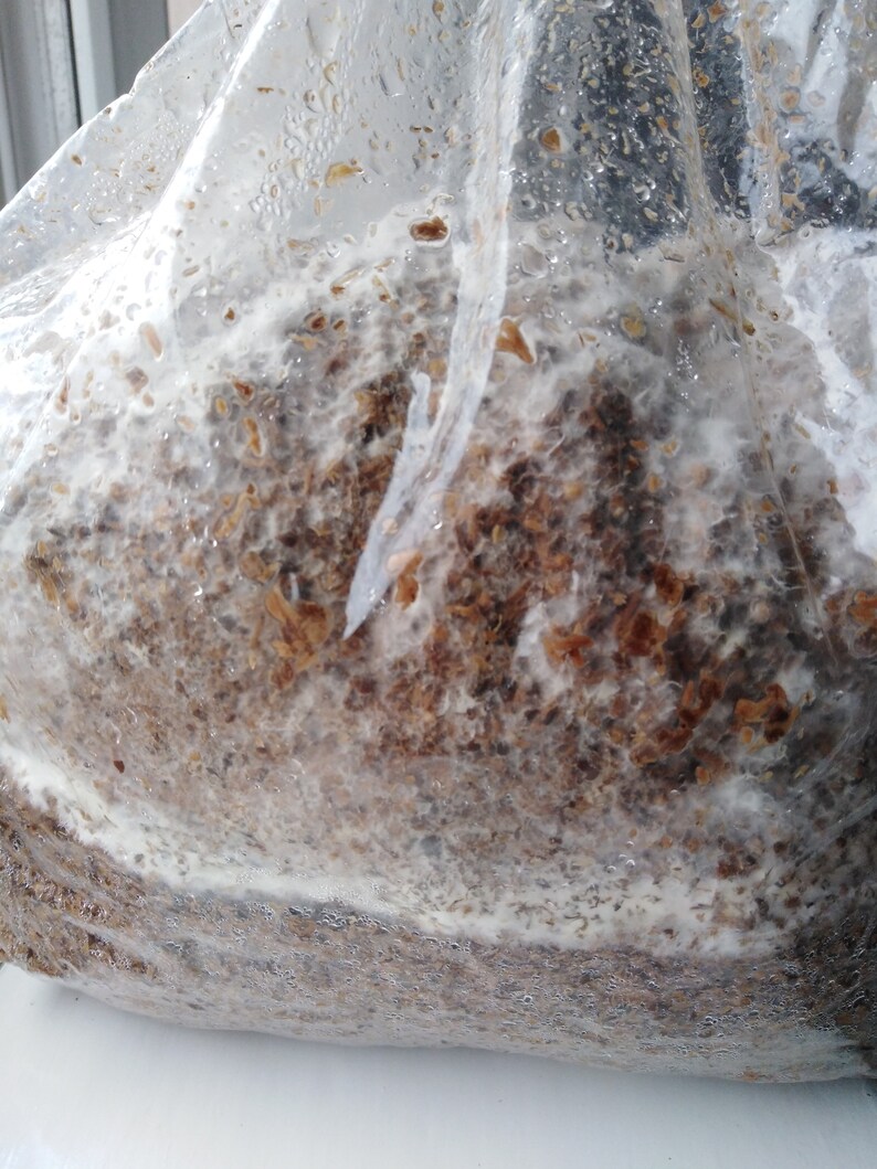 Hardwood Oak Pellets Sawdust for Woodloving Mushrooms Like LIONS MANE