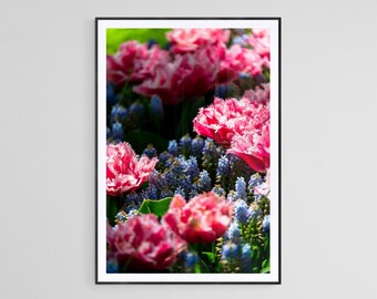 Wonderful/Duality/Flower/Keukenhof/Blue/Pink/Netherlands/Bloom