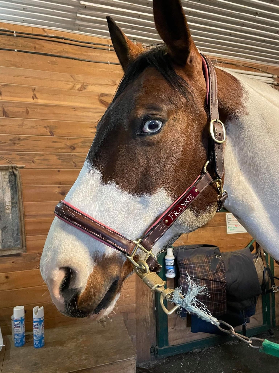 Custom Engraved Horse Halter Plate with Rivets Etsy