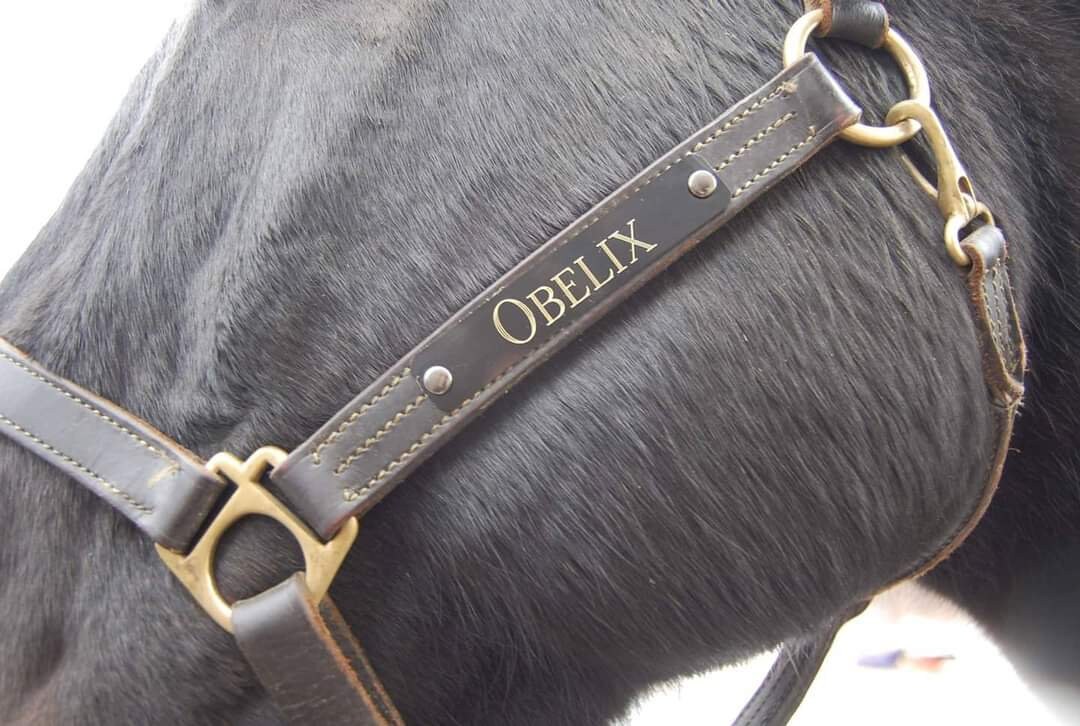 Custom Engraved Horse Halter Plate with Rivets Etsy