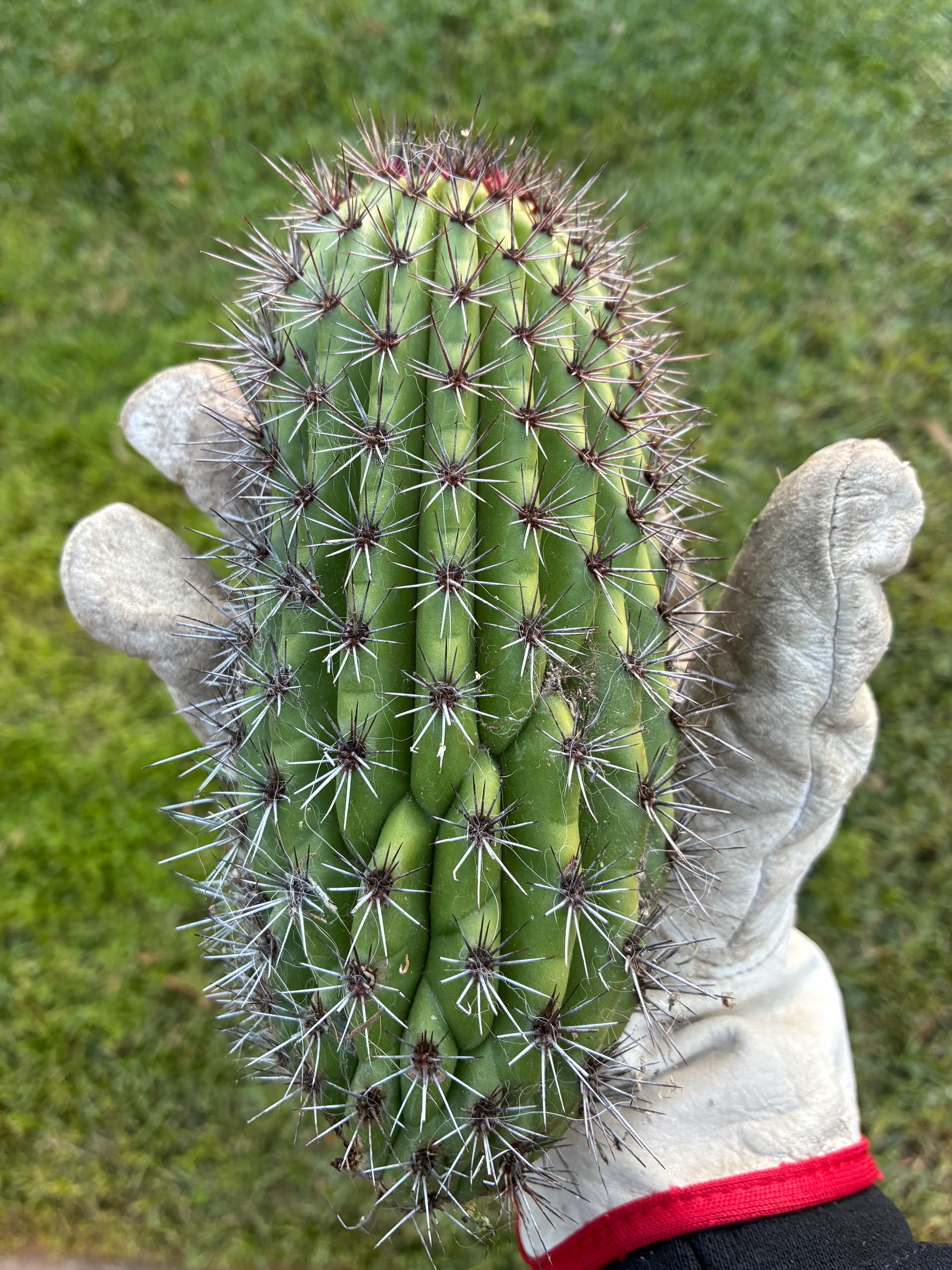 dracena surculosa giftig Dracaena surculosa - Quality Houseplants | Hortology main image 0