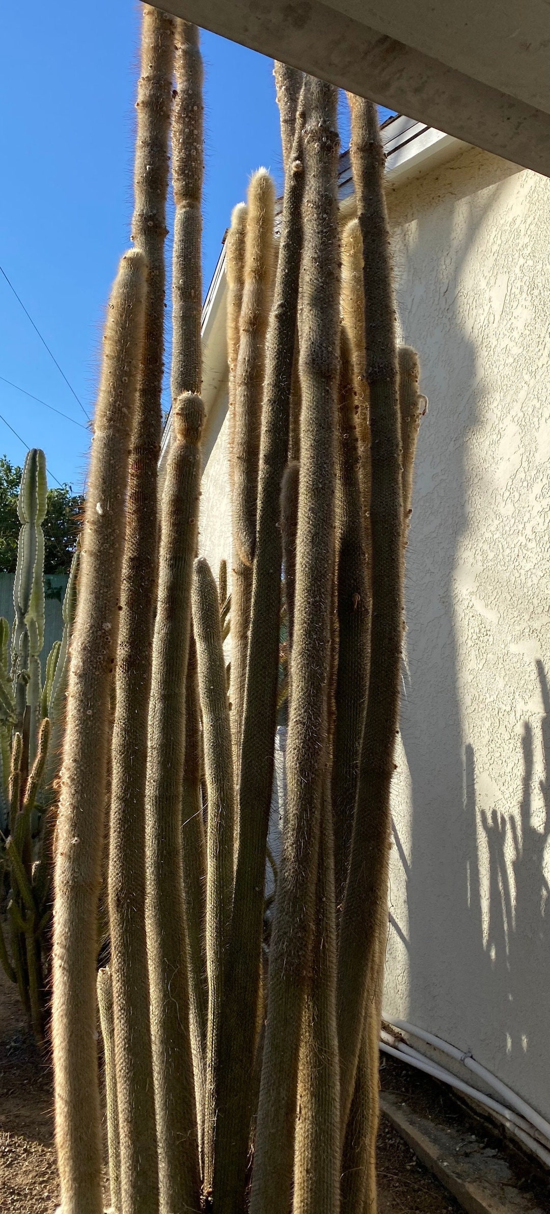 Cliestocactus Strausii Silver Torch Cactus HUGE 36 Inches Cactus Cacti