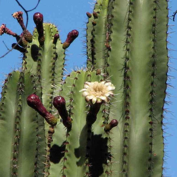 Stenocereus Montanus Mountain Organ Pipe, Pitaya Colorada  cactus  25 Seeds Rare