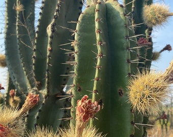 Stenocereus Queretaroensis Pitaya de Color Mexican Pitaya Cactus Cacti (Pack of 25 Seeds) Rare