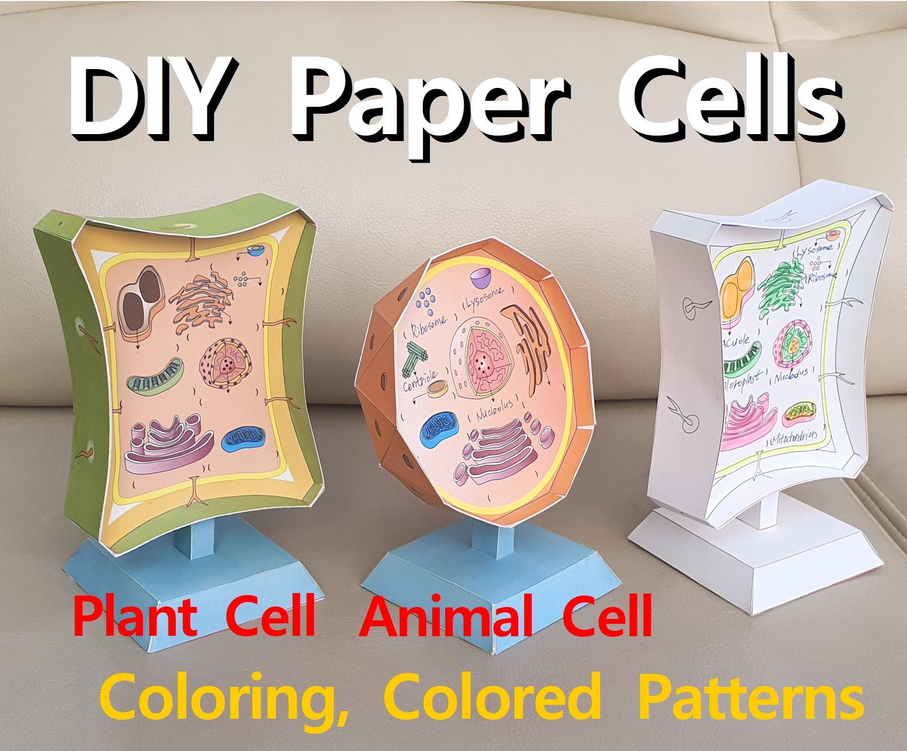 3d animal cell models with labels