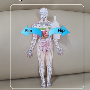 DIY Paper Human Body System Model, Biologie Wissenschaft Aktivität, Anatomie, Papercraft, Printable Instant, Origami Bild 2
