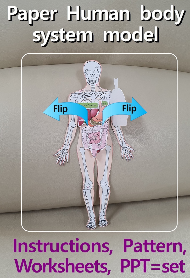 Paper Body Printable DIY Paper Human Body System Model, Biology Science Activity, Anatomy ...